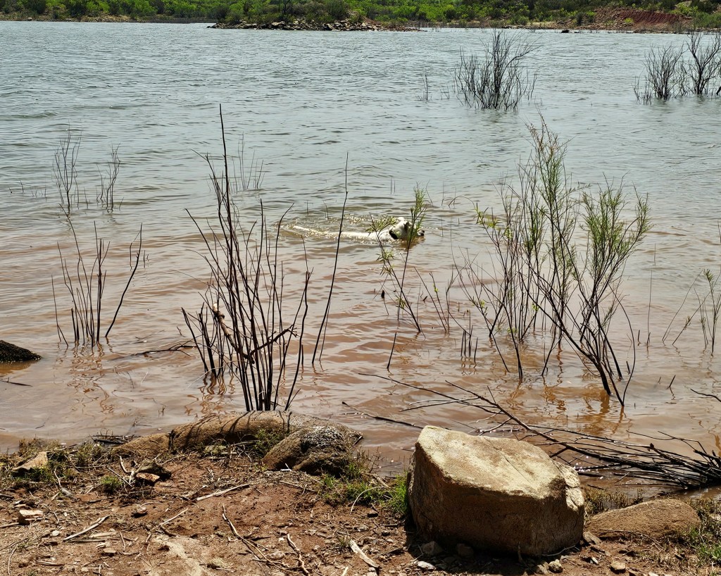 A view of a lake with muddy water and sparse vegetation, including tall, thin plants and a large rock in the foreground. A dog can be seen swimming in the water.