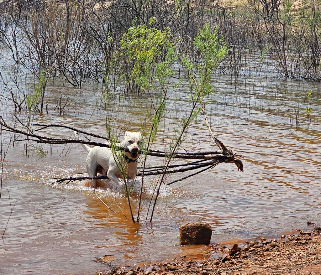 A white dog wading through shallow water, playfully carrying a twig in its mouth, surrounded by sparse vegetation and water.