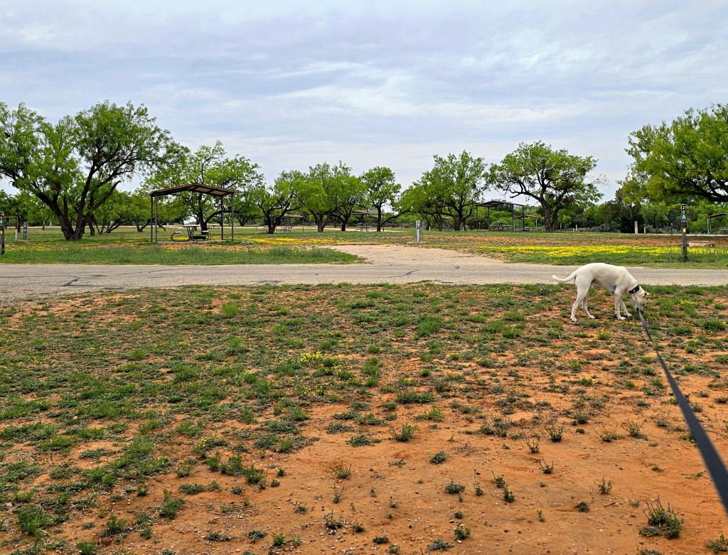 A white dog on a leash explores a grassy area in a state park, with trees and picnic shelters visible in the background.