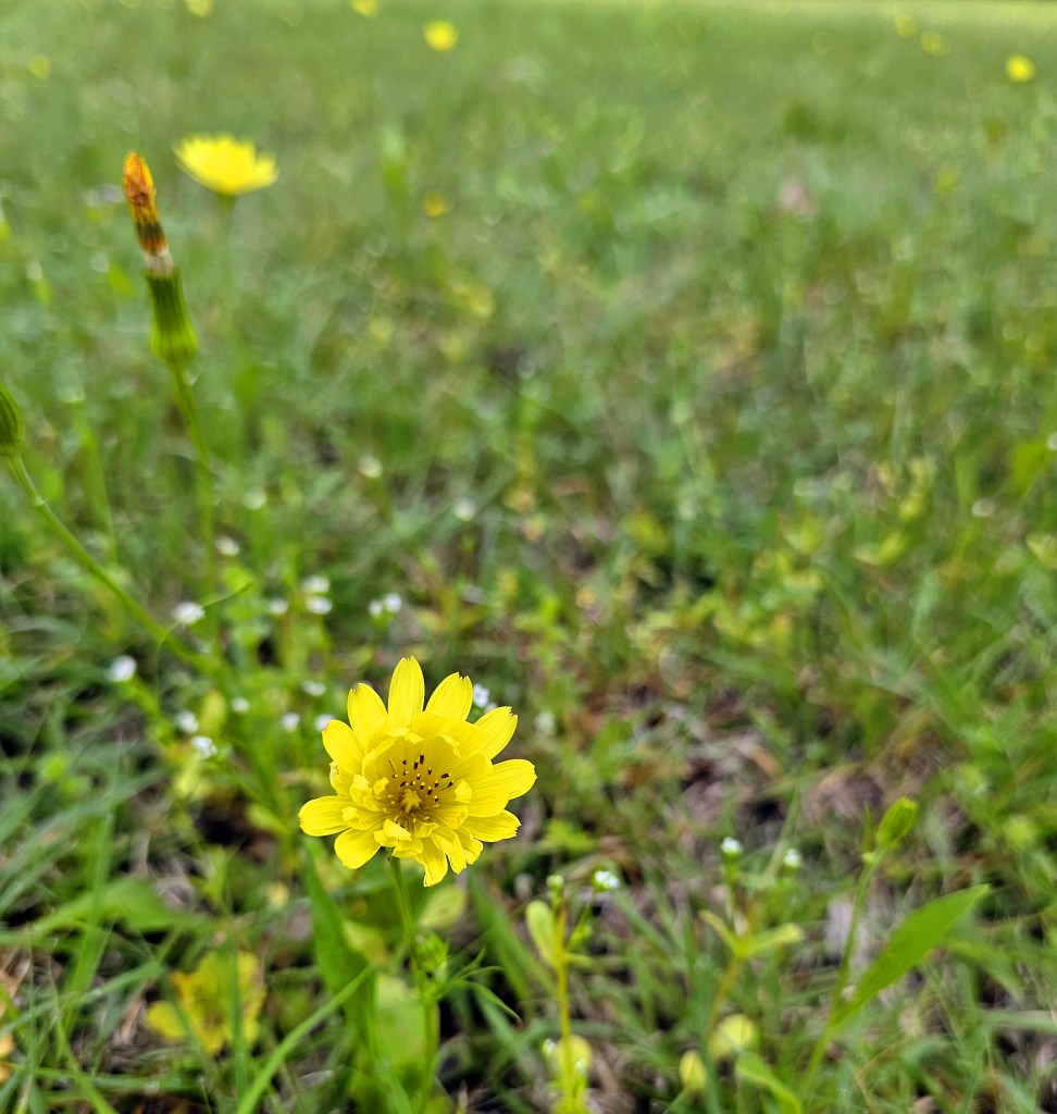 Close-up of a yellow wildflower blooming in a grassy field.
