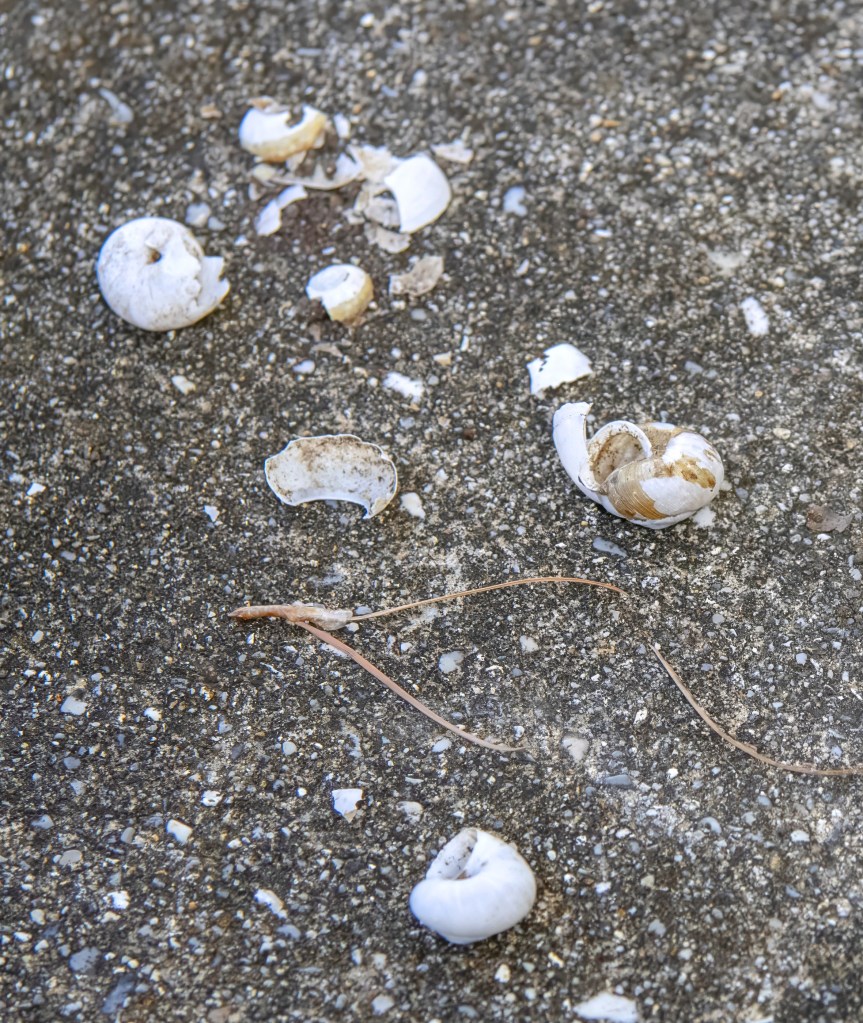 Close-up of broken snail shells and small debris on a concrete surface.