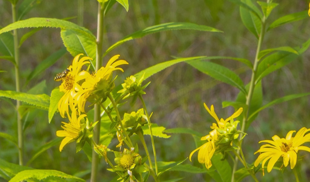 Close-up of yellow flowers with a bee gathering nectar among the petals, surrounded by green leaves.