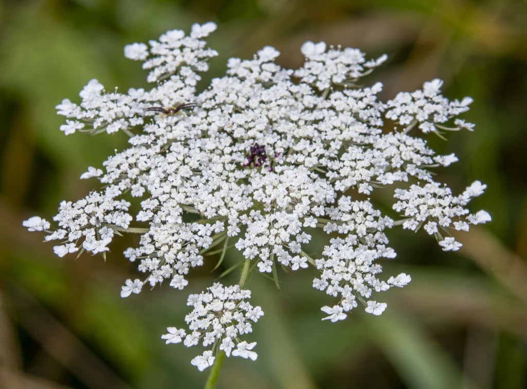 Close-up of a white flower cluster with tiny blossoms and green background.